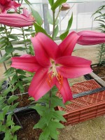 [5551 PO54 No02.JPG]